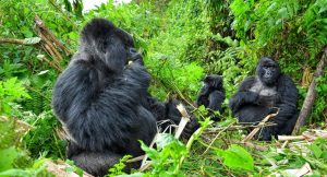 Augustine Tours has launched new tour itineraries for 2022 to Rwanda, Burundi, Tanzania, Kenya, Uganda, and DR Congo